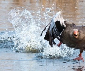 Running on the water Gray Goose Stock Photo