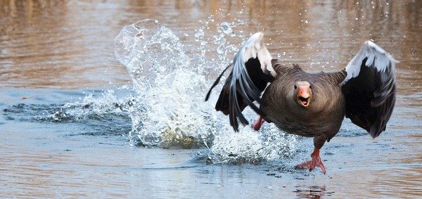 Running on the water Gray Goose Stock Photo