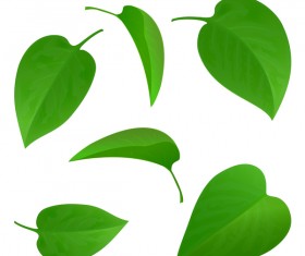 Set of green leaves vector 01