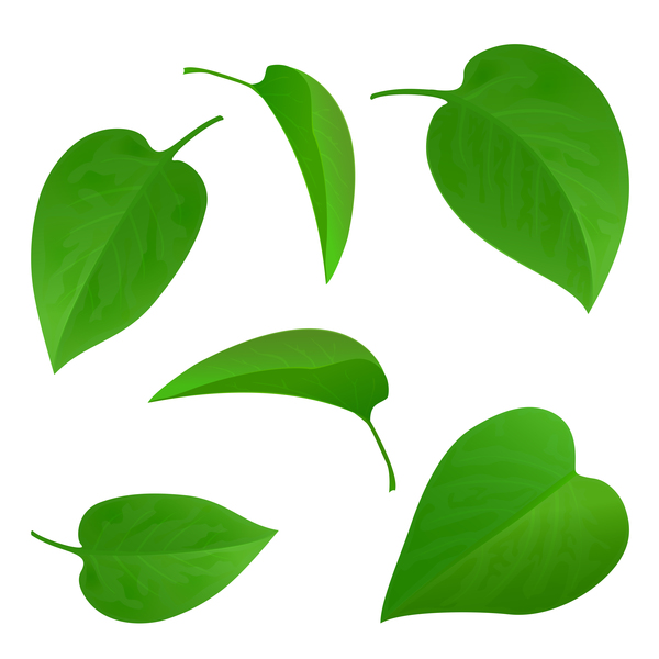 Set of green leaves vector 01