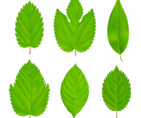 Set of green Palm leaves vector 05 free download