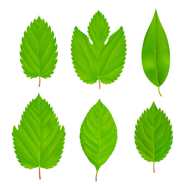 Set of green leaves vector 02