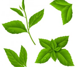 Set of green leaves vector 03