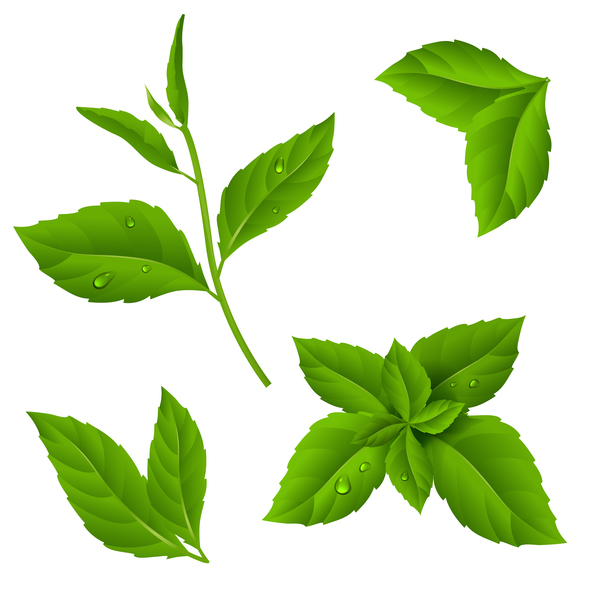 Set of green leaves vector 03