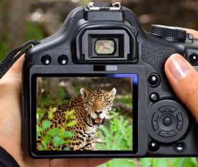 Shoot leopard Stock Photo