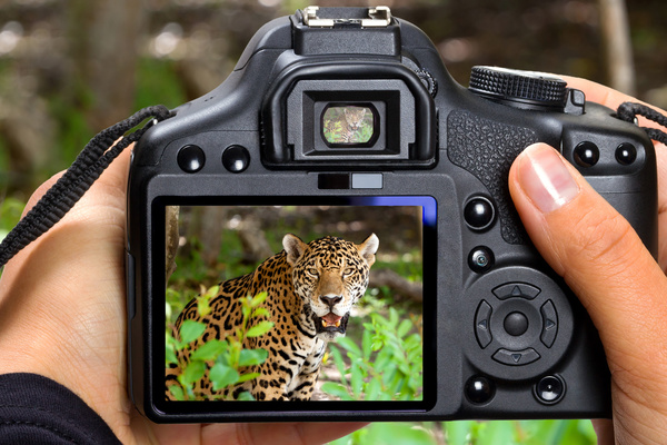Shoot leopard Stock Photo