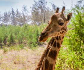 Shooting the giraffe at close range Stock Photo 01