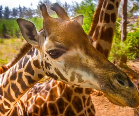 Shooting the giraffe at close range Stock Photo 02