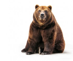 Sitting on the ground grizzly Stock Photo