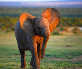 Small elephant Stock Photo