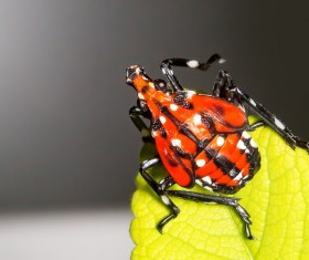 Spotted wax cicadas Stock Photo