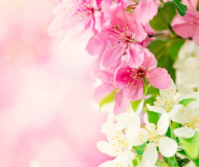 Spring beautiful flowers HD picture 01