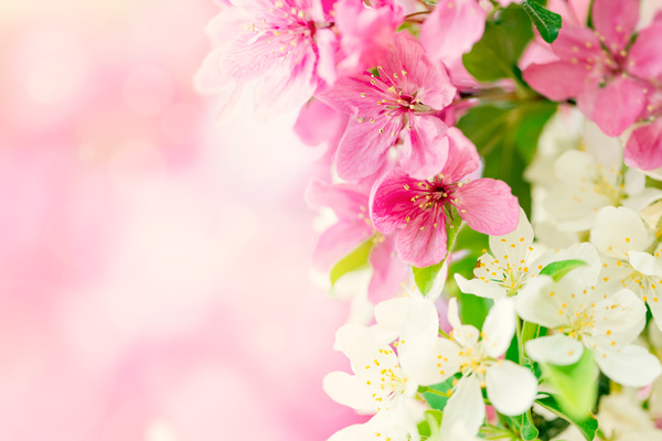 Spring beautiful flowers HD picture 01 free download
