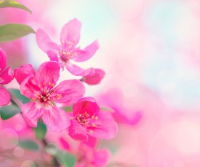Spring beautiful flowers HD picture 02