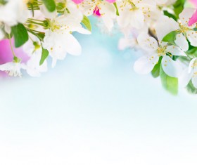 Spring beautiful flowers HD picture 03