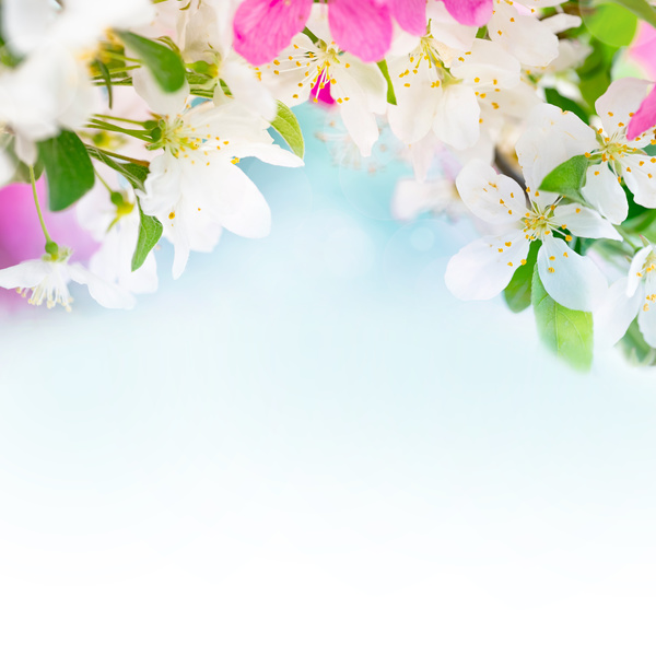 Spring beautiful flowers HD picture 03