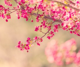 Spring beautiful flowers HD picture 04