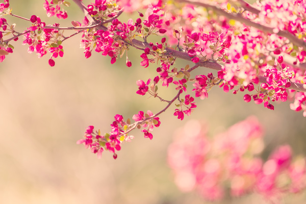 Spring beautiful flowers HD picture 04 free download