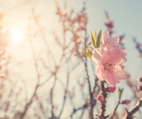 Spring beautiful flowers HD picture 05