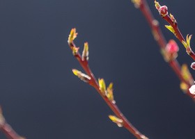 Spring buds HD picture 01