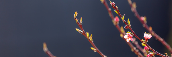 Spring buds HD picture 01