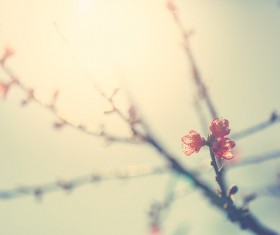 Spring buds HD picture 02