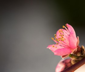 Spring buds HD picture 03