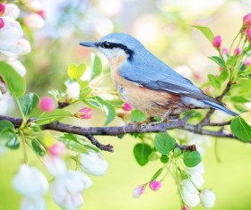 Spring on the branches of the birds Stock Photo