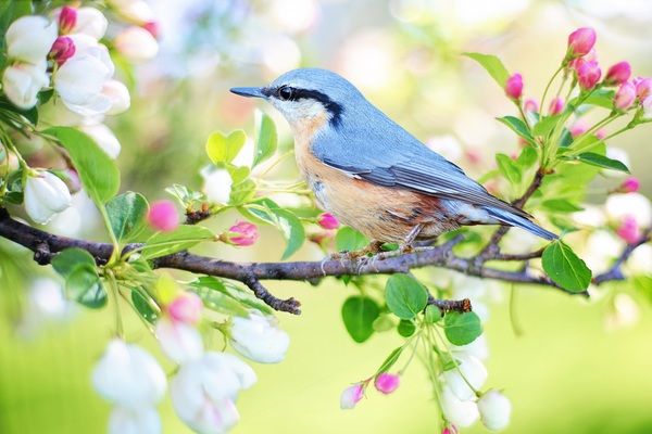 Spring on the branches of the birds Stock Photo