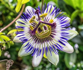 Strange Passion Flowers Stock Photo