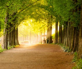 Sun through the trees in the park Stock Photo