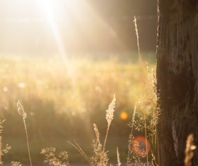 Sun under the grass HD picture