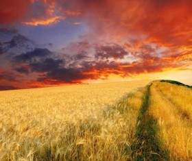 Sunset golden wheat Stock Photo
