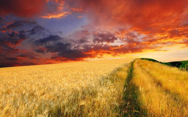 Sunset golden wheat Stock Photo