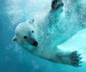 Swim the polar bear Stock Photo
