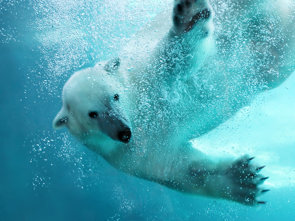 Swim the polar bear Stock Photo