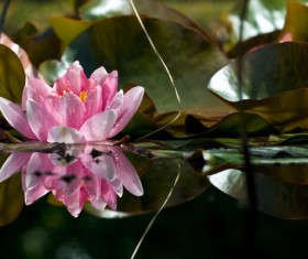 Tender and beautiful pink lotus flower Stock Photo