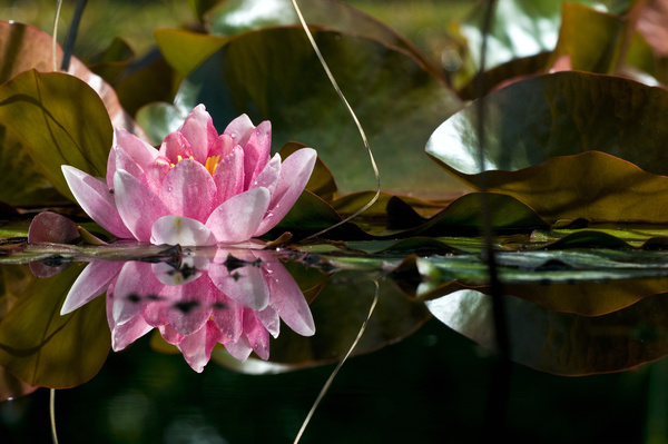Tender and beautiful pink lotus flower Stock Photo