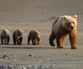 The bear with a cub walking Stock Photo