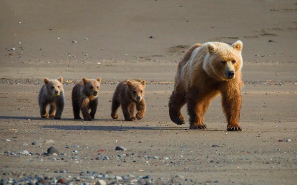 The bear with a cub walking Stock Photo