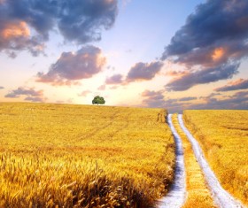 The endless golden wheat field Stock Photo