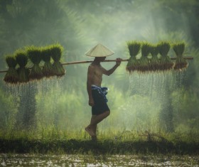 The farmers who are carrying rice seedlings Stock Photo 01