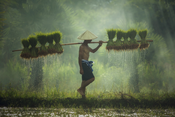 The farmers who are carrying rice seedlings Stock Photo 01