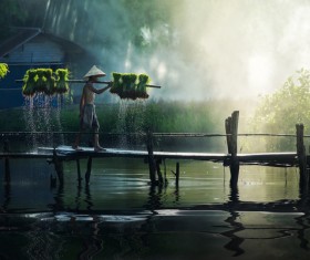 The farmers who are carrying rice seedlings Stock Photo 02