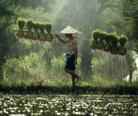 The farmers who are carrying rice seedlings Stock Photo 03
