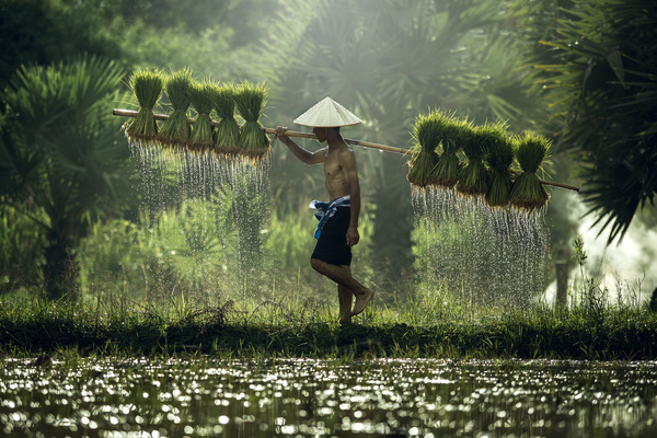 The farmers who are carrying rice seedlings Stock Photo 03