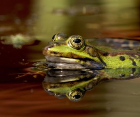 The frogs in the river pond Stock Photo