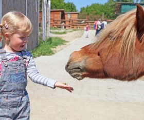 The girl who feeds the horse to eat food HD picture