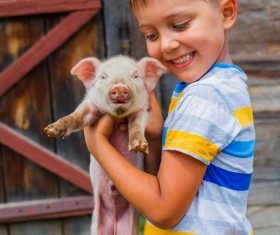 The little boy holds the little piggy HD picture