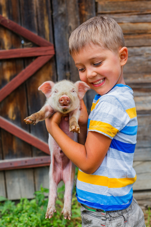 The little boy holds the little piggy HD picture